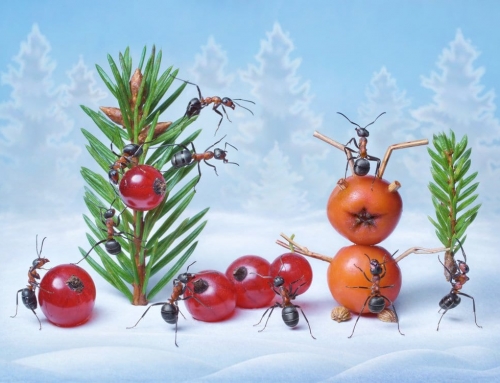 Bug Off! How to Keep Your Christmas Tree Ant-Free