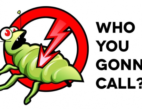 Who You Gonna Call? – Choosing a Pest Control Company