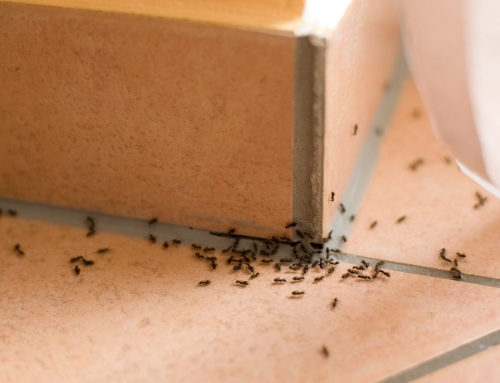 Ant Infestations – How Quick Home Remedies Can Make Your Problem Worse