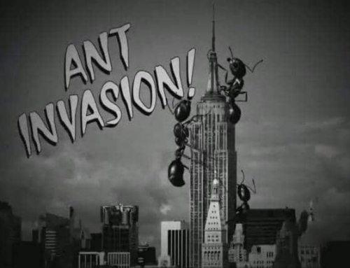 Invasion of the Ants!
