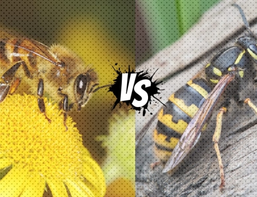 Nature’s Jekyll and Hyde: The Benevolent Bee and the Wicked Wasp