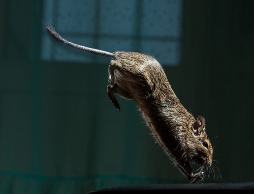 How Rodents Can Ruin Your Home