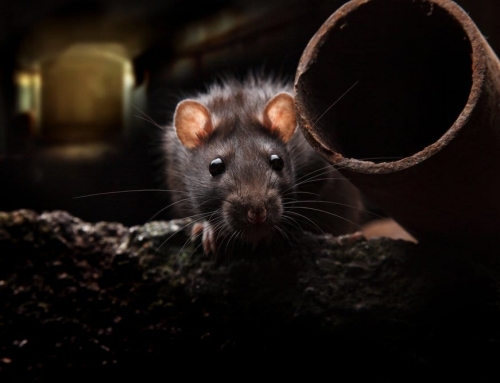 The Rat Facts: 10 Things Every Okanagan Homeowner Needs to Know About Rodents