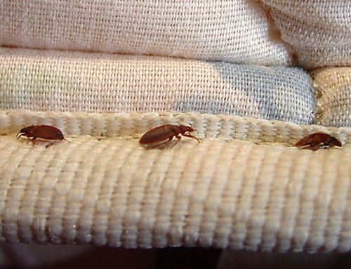 Wash, Spray, or Burn – The Ways and Means of Eliminating Bed Bugs