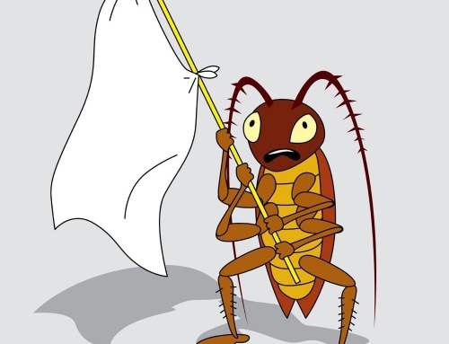 You’ve Got Bugs. Now What?